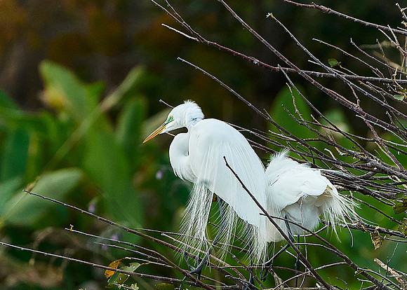 Floride Wokadatchee 2015
