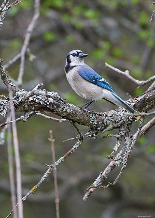 geai bleu du printemps