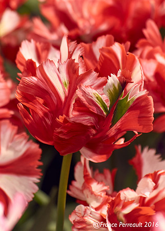 Jardin de Keukenhof, Pays-Bas