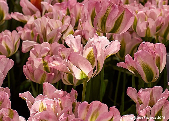 Jardin de Keukenhof, Pays-Bas