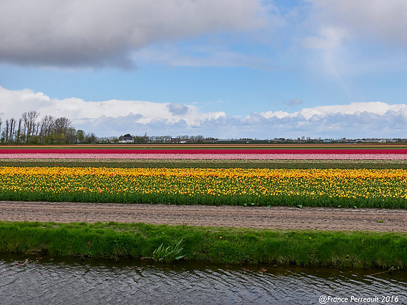 Jardins de Keukenhof