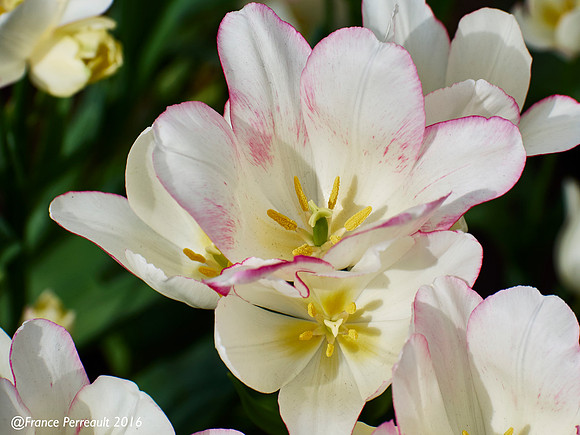 Jardin de Keukenhof, Pays-Bas