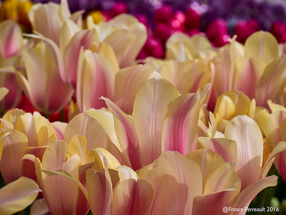 Jardin de Keukenhof, Pays-Bas