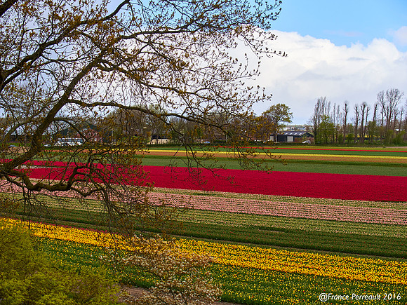 Jardin de Keukenhof, Pays-Bas
