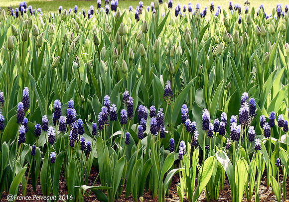 Jardin de Keukenhof, Pays-Bas