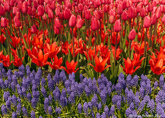 Jardins de Keukenhof