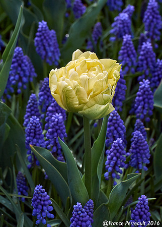 Jardin de Keukenhof, Pays-Bas