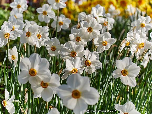 Jardin de Keukenhof, Pays-Bas