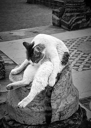Chats-Turquie