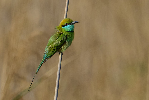 Green bee eater