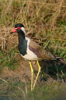 Vanneau indien (vanelus indicus)