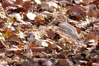 Great thick-knee (esacus recurvirostris)
