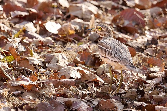 Great thick-knee (esacus recurvirostris)