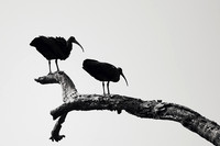 Red-napped ibis