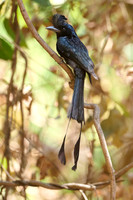 Drongo à raquettes