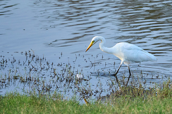 Great Egret
