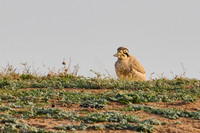 Great thick-knee (Esacus recurvirostris)