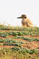 Great thick-knee (esacus recurvirostris)