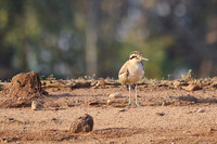 Great thick-knee (esacus recurvirostris)