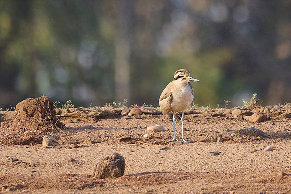 Great thick-knee (esacus recurvirostris)