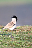 River lapwing (Vanillas duvaucelii)