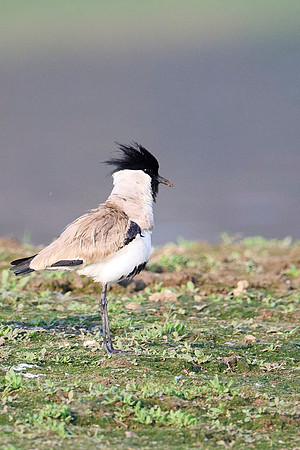 River lapwing (Vanillas duvaucelii)