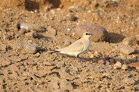 Small Pranticole 9glarcola lacteal)
