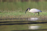 Black head ibis