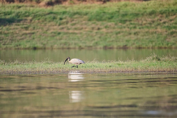 Black Head Ibis