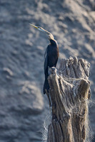 anhinga melanogaster