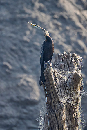 anhinga melanogaster