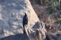 anhinga melanogaster