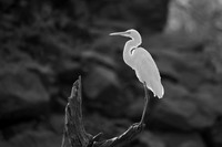 Great egret