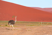 Dunes Sossusvlei