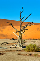 Dead Vlei
