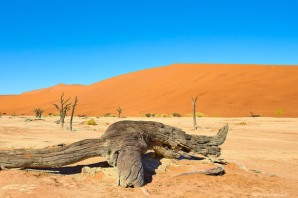 Dead Vlei