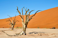 Dead Vlei