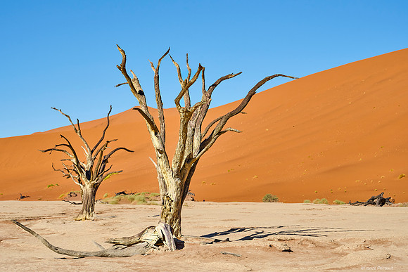 Dead Vlei