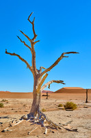 Dead Vlei