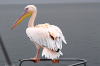 Walvis Bay