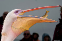 Walvis Bay