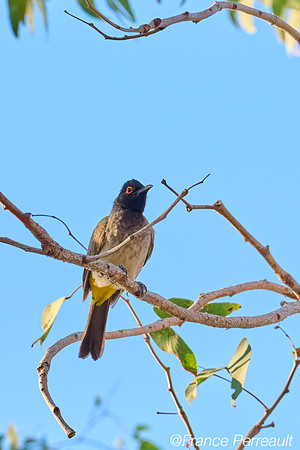 Bulbul brunoir (Namibie)