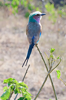 Chobe parc - Rollier à long brins