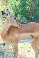Chobe parc - Impala