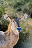 Chobe parc - Water buck