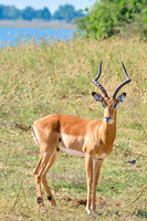 Chobe parc - Impala