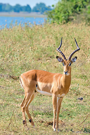 Chobe parc - Impala
