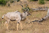 Chobe parc - Grand Kudu
