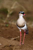 Chobe parc - Vanneau couronné