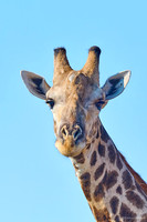 Chobe parc - Giraffe